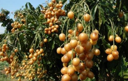 三种高价值的黄皮果品种栽培技术