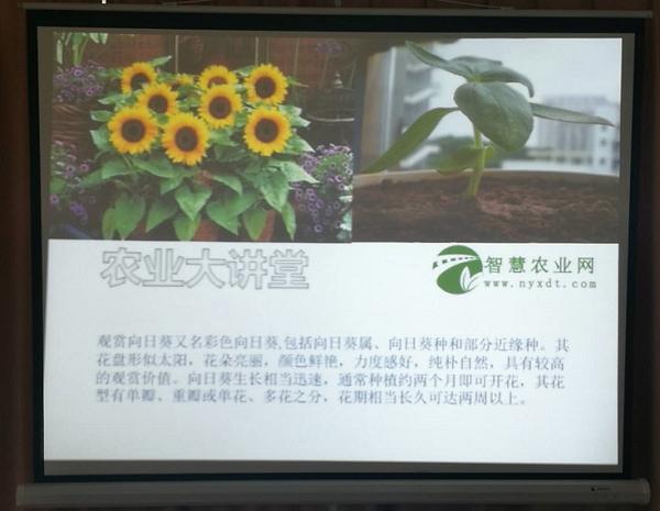 花卉种植：观赏性向日葵盆栽技术