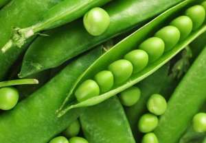 白豌豆种植(种植豌豆春季工作很关键，分享5点实用的管理措施，有利于促高产)