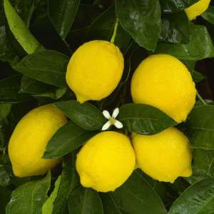 宁檬种植(柠檬品种的栽培管理技术)