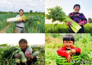 芹菜的种植技术(大葱、芹菜、萝卜、西瓜高产优收种植技巧，真实用赶紧收藏起来)