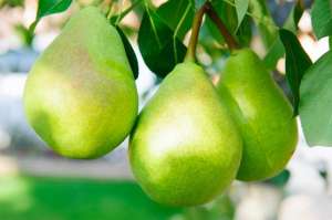 梨种植(梨树高效栽培管理技术，高产的关键因素要掌握，很实用的技巧)