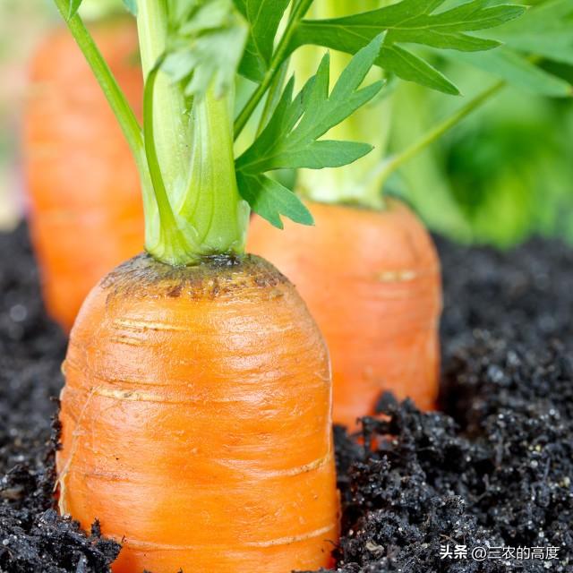 种胡萝卜，规避5方面误区，减少消极影响，能更好地达到种植目的