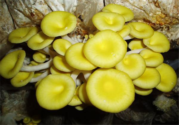 这份榆黄蘑的栽培，如果学会了这些栽培方法，让产量迅速提高