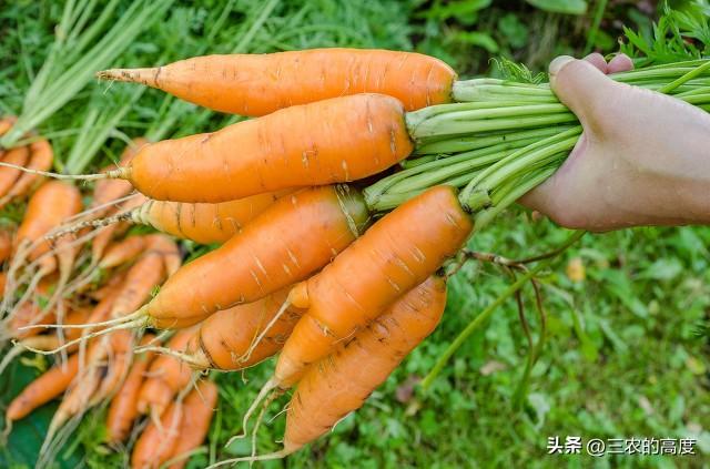 种胡萝卜，规避5方面误区，减少消极影响，能更好地达到种植目的