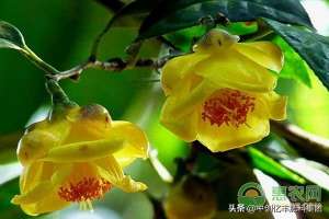 金花茶种植几年开花(金花茶的生长习性与功效作用，种植前景如何？)