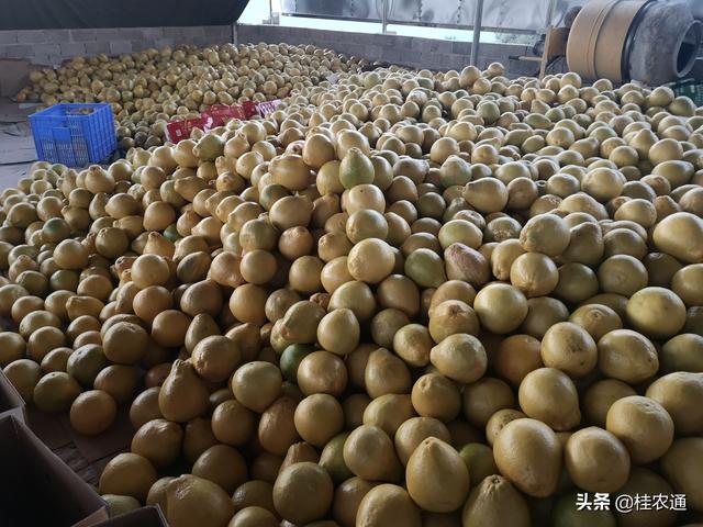 广西容县明月家庭农场种沙田柚每亩收入1万8，科学施肥防病害