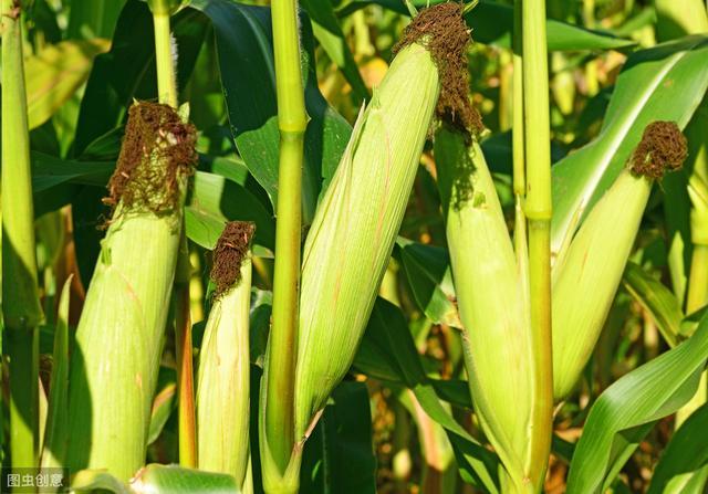 一年两茬鲜食糯玉米栽培技术，种植户你们有了解过吗？不妨看看