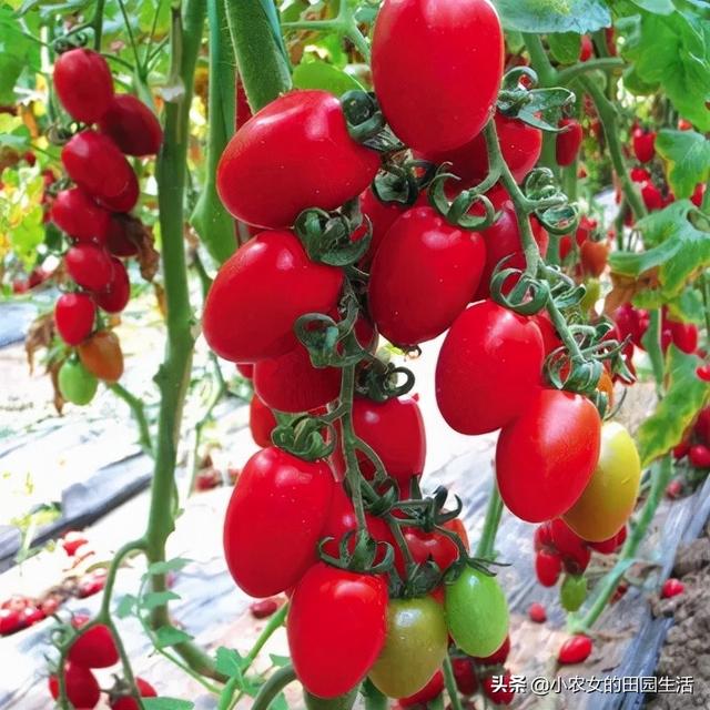 一棵能结500个，小番茄红艳欲滴，阳台栽一棵，好吃得停不下来