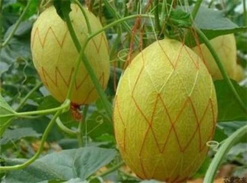 哈密瓜怎么种植 哈密瓜的种植方法