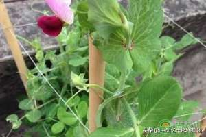 甜豌豆种植(盆栽豌豆的种植步骤及注意事项)