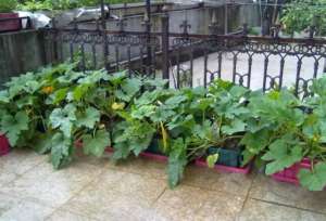 西葫芦种植(阳台就种一盆西葫芦，只要土肥光照足，结的特别多，50天可采摘)