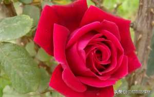 家庭玫瑰花种植方法(玫瑰花优质品种的选择，和适当的气候土壤，是提高花产的基础)