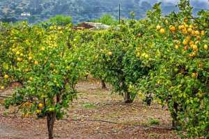 柠檬树的种植方法(砍掉砂糖橘，种香水柠檬可行吗？有哪些种植要点？修剪须轻勿重)