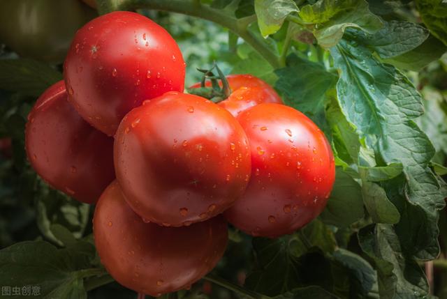 秋番茄的类型及适宜品种，过程都在这里了，需要的朋友可以收藏