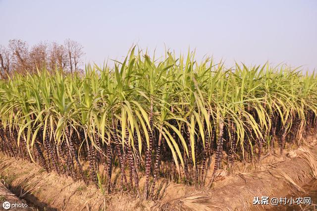 甘蔗是秋冬很受欢迎的水果，农村种的人很多，2020年种还赚钱呢？