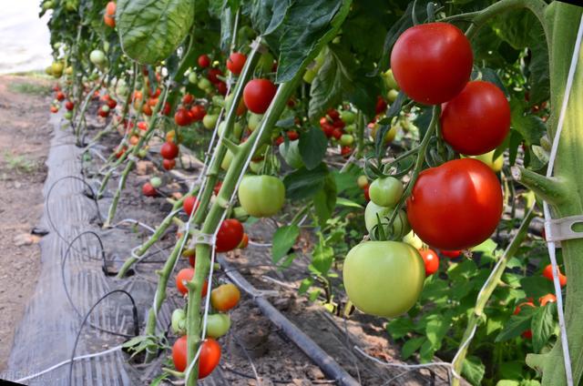 秋番茄的类型及适宜品种，过程都在这里了，需要的朋友可以收藏
