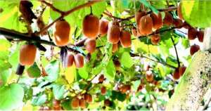青岛适合种植猕猴桃(猕猴桃甜头赛西瓜 青岛西海岸新区千亩“桃”年入千万元)