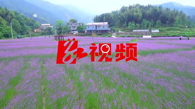 视频丨双牌：百亩马鞭草浓情绽放 桐子坳景区紫色花海等你来