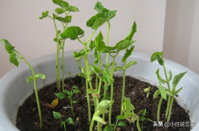 豆角种植起来并不难，阳台种植的新方法，选对品种很关键