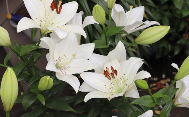 百合花的3个种植小技巧，开花“碗口大”，芳香美丽，连年开花