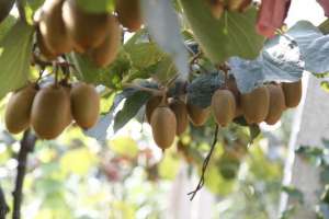 猕猴桃适合什么地方种植(新西兰拒绝我国引种猕猴桃，殊不知猕猴桃种源是我国奇异果牛啥)