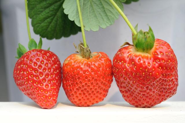 现代化农业系列11：大量采用水培法的欧洲草莓种植技术