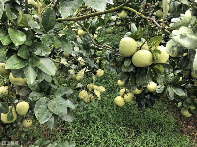 度尾文旦柚闻名全国，又是一年丰收季，柚园含情果飘香