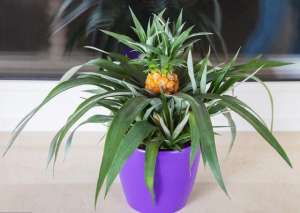 菠萝顶花种植方法(吃剩下的菠萝头不要扔，种成盆栽好看好玩)