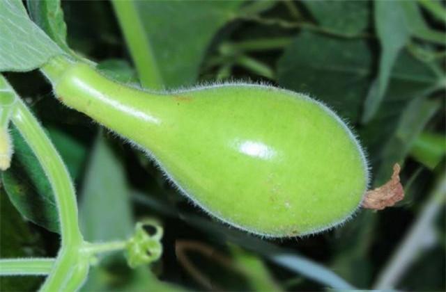 种植瓠瓜的栽培技术，与科学知识，一起来看看吧