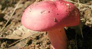 红菇怎样种植(种植红菇，要控制好温度、湿度，还要提供优质垫料)