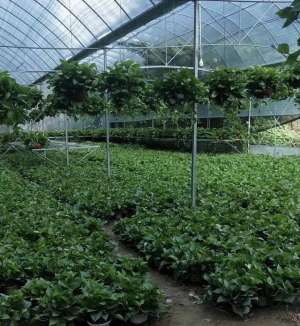 大棚绿萝种植方法(注意这四个方面，简单、高效让绿萝长得更绿更旺盛)