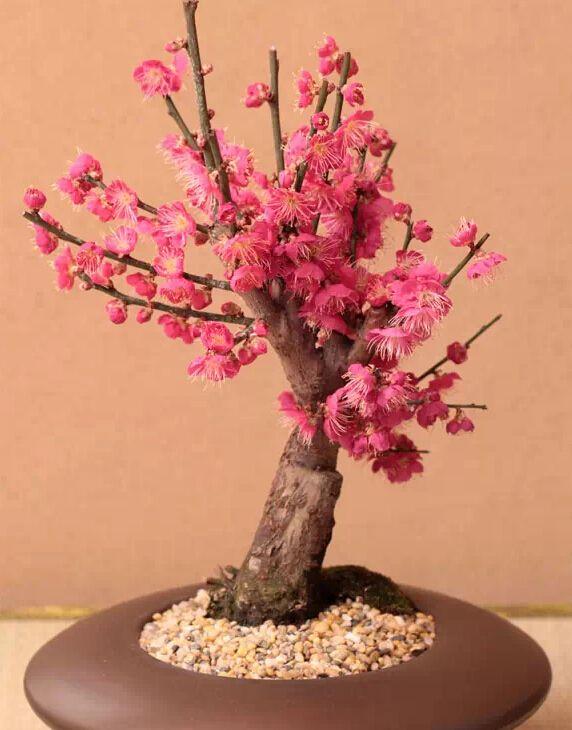想让桃花开家里，桃树盆景你会养吗？
