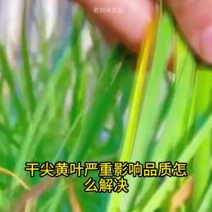 韭菜怎么种植方法视频(大葱小葱韭菜不干尖不黄叶)