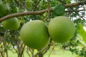 柚子什么时候种植(柚的栽培技术，如何栽培柚子教程，做到这几点，果又大又香甜)
