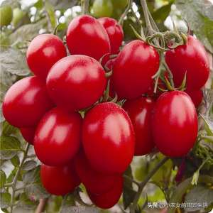 盆栽圣女果的种植方法(一棵能结500个，小番茄红艳欲滴，阳台栽一棵，好吃得停不下来)
