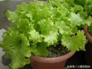 生菜室内种植技术(秋天阳台种生菜，一个小秘诀，生菜长的快、叶子大，好吃又养眼)