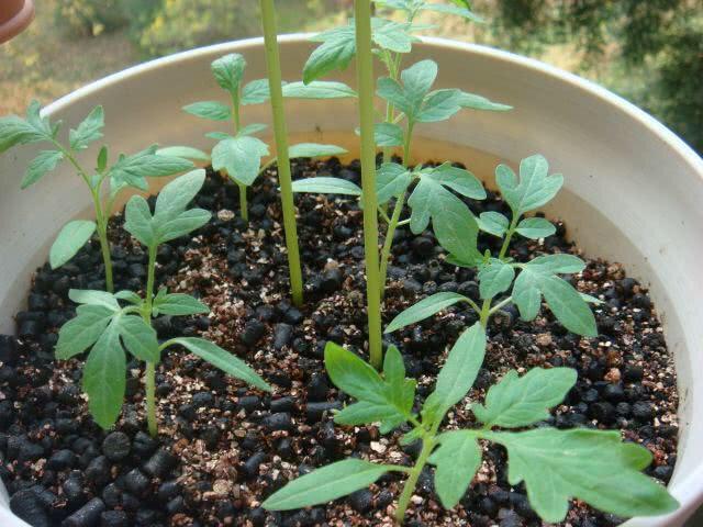 阳台盆栽小番茄，3个小技巧，一串串果挂满枝，夏天秋天猛结果