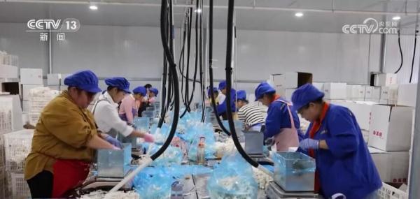 一朵小蘑菇带动千亿大产业 “中国造”装备助力乡村振兴