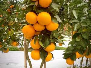 柑橘种植技术规范(南宁地区柑橘绿色栽培技术详细介绍)