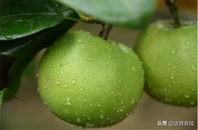梨树高效栽培管理技术，高产的关键因素要掌握，很实用的技巧