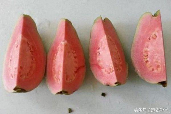 西瓜芭乐（西瓜番石榴）怎么栽培？西瓜芭乐高效栽培技术