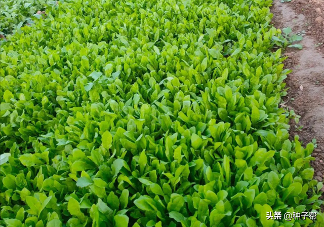 一年四季都生长的牧草，菊苣一年可以收割6-8次，产量高，营养好