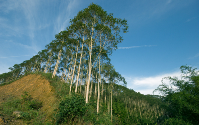 桉树被称为“断子绝孙树”，被多国禁种，为何在我国广西大量种植