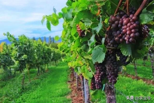 葡萄：种植温室葡萄何时给温室升温
