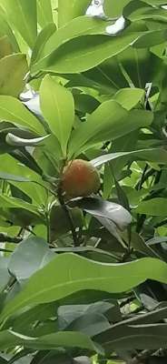 淮安 种植 珍稀水果(淮河下游庭院适合种柑橘还是杨梅？)