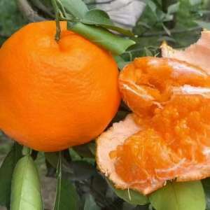 凸顶柑的种植技术(柑橘十大品种，有的销售正火，有的开始没落，哪个会在未来站稳脚)