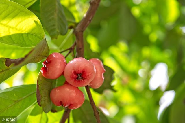 这种水果号称水果中的“艺术品”，看着就想吃，好栽培还容易管理