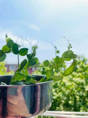 盆景种植视频(盆栽豌豆：不仅花好看，生长速度快，还一年四季都可以播种哦)