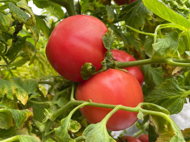 番茄苗期根弱长势差，原来浇水方法不对！2个方面要注意